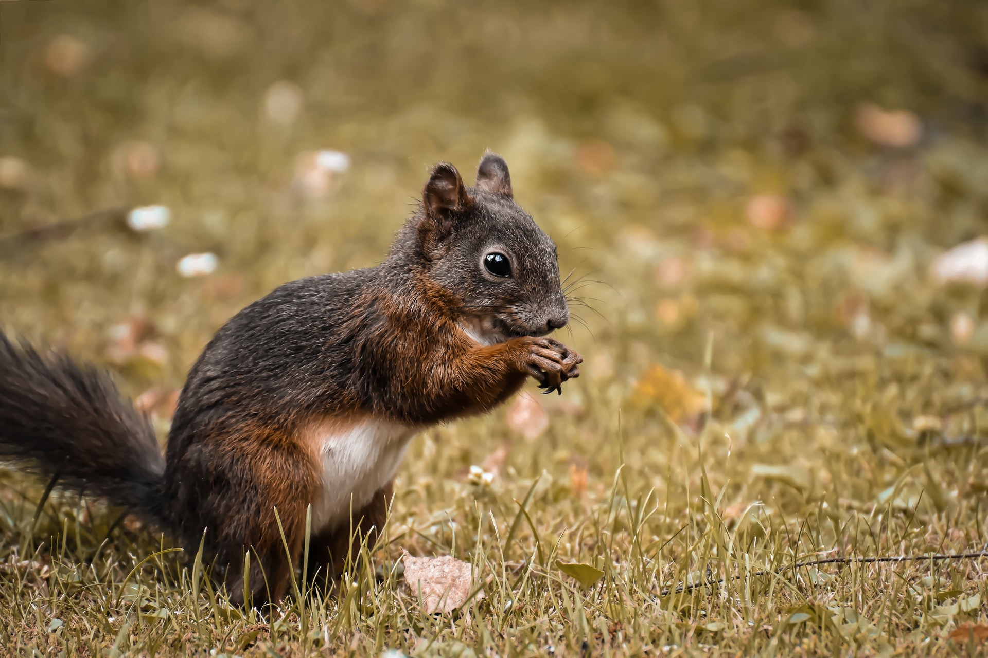 Eine Fledermaus